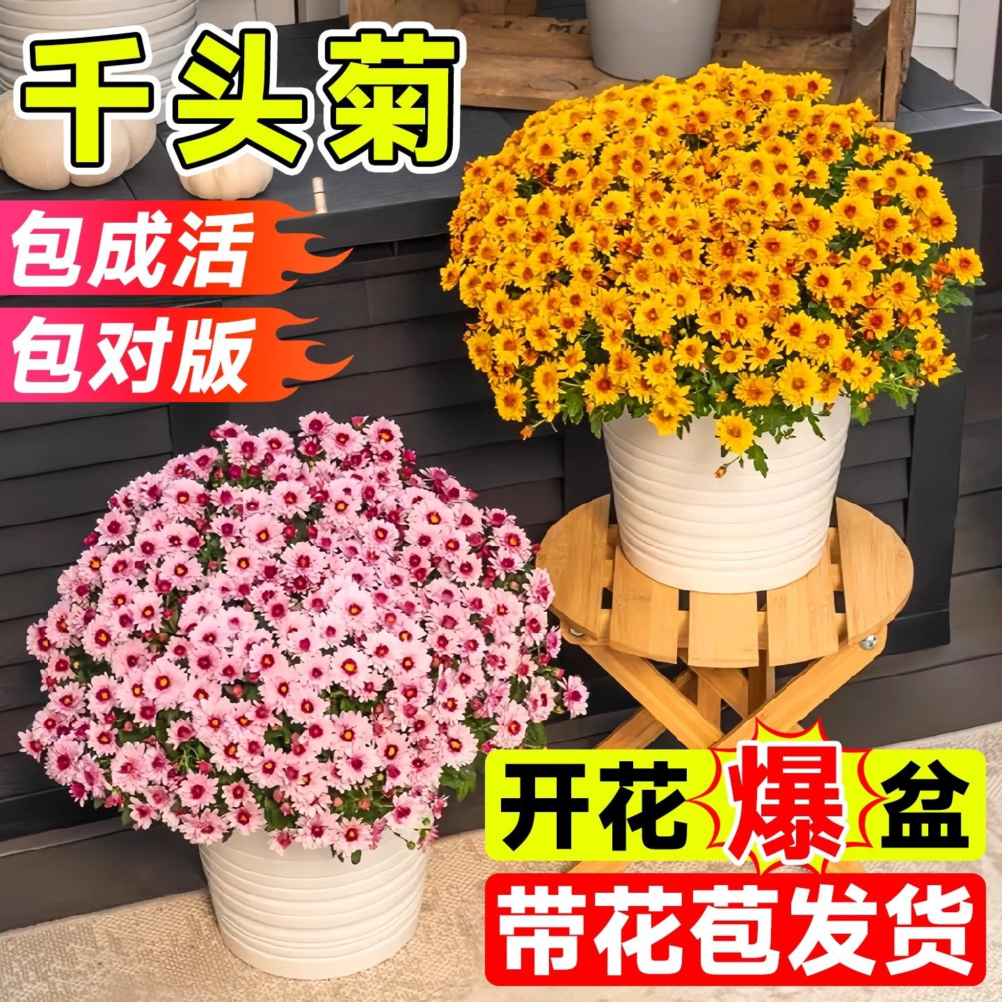 菊花盆栽带花苞花苗九月菊千头菊四季球菊室内外开花好养花卉植物,鲜花速递/花卉仿真/绿植园艺,时令草本花卉,淘宝优惠券,粉丝福利购,淘宝优惠卷