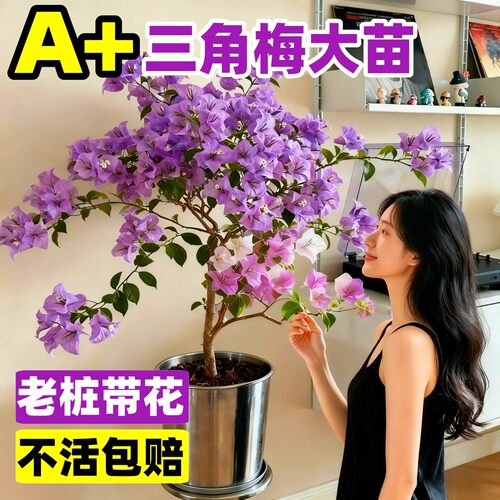 四季开花重瓣三角梅盆栽