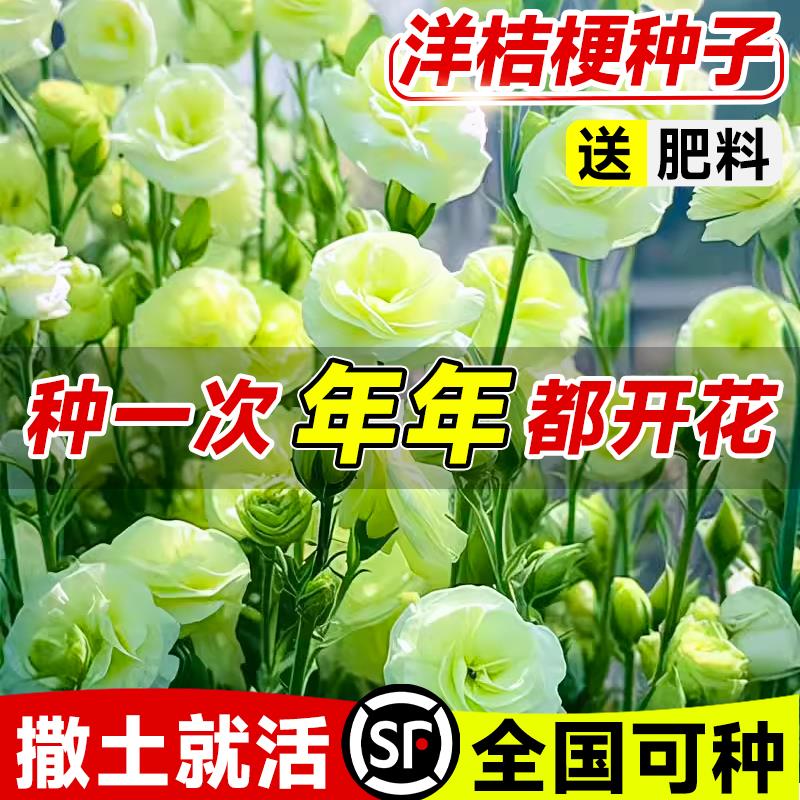 四季开花洋桔梗花种子图片