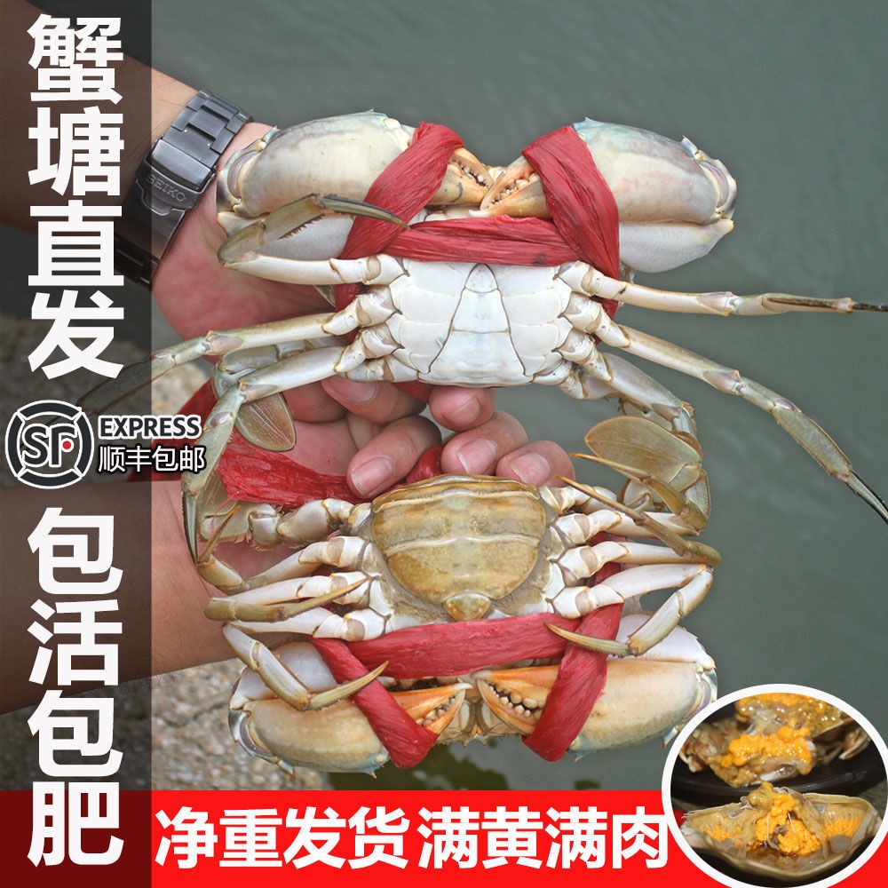 福建青蟹鲜活螃蟹膏蟹满黄母蟹满肉特大公蟹活体海蟹净重小青蟹