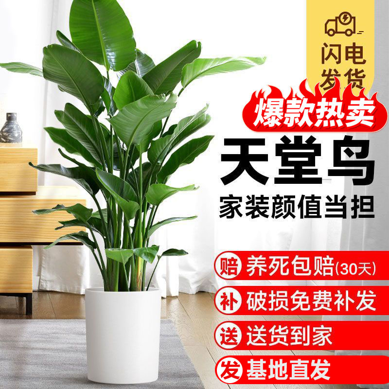 包成活天堂鸟客厅盆栽室内大绿植