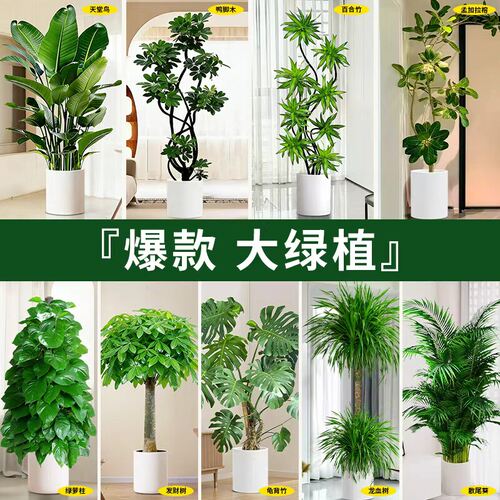 客厅大型绿植鸭脚木室内轻奢发财树大盆栽送礼高级感龟背竹绿植物