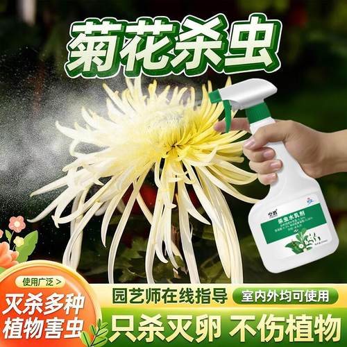 菊花杀虫剂虫药生虫长虫除虫子去蚜虫打专用药驱虫黑虫用药非杀菌