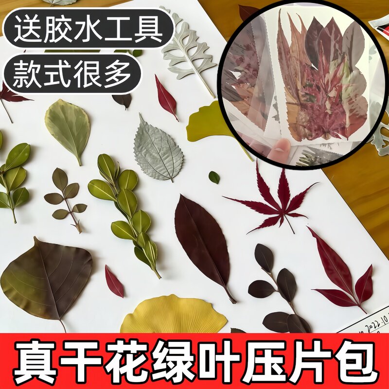 真干花压花绿叶组合滴胶香薰手工手账贴花diy天然植物标本花瓣妆