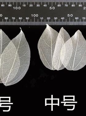 金刚叶 桢树叶脉礼品礼盒保鲜花永生花标本书签贺卡干花天然叶子