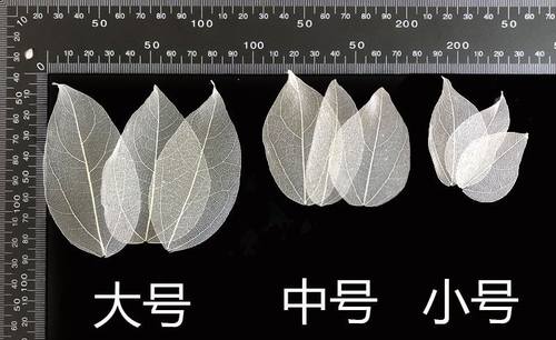 天猫优选：金刚树叶天然永生花