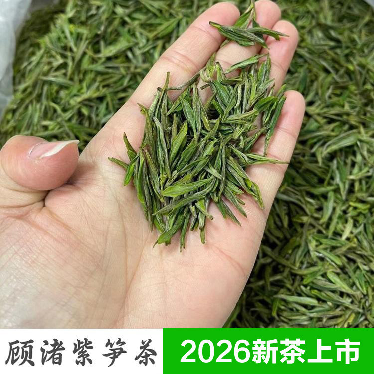 香浓鲜爽紫笋茶高山湖州长兴顾渚本土绿茶兰花香醇明前茶叶明前茶