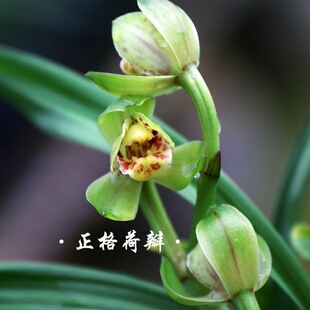 翁源兰花矮种四季建兰高端九仙荷蝶浓香好养室内桌面绿植花卉盆栽
