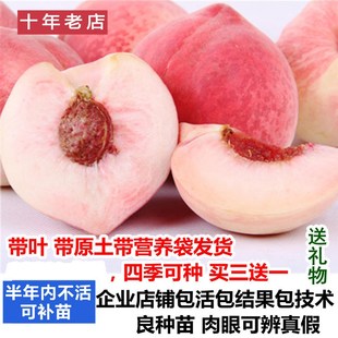 鹰嘴桃树新品种南方北方特大早熟晚熟甜脆水蜜桃果树苗嫁接苗桃子