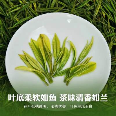 新品正宗安吉白茶2023年新茶特级明前绿茶珍稀白茶散装茶叶