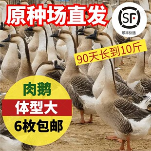 纯种正宗大灰鹅种蛋受精蛋1枚特大可孵化种蛋满6枚顺丰包邮可孵化