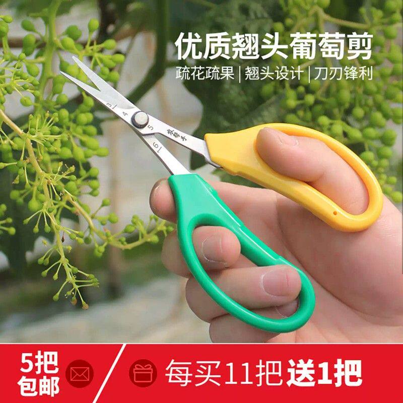 翘头葡萄剪刀采果采摘剪园艺桔子稀果剪果树疏果修枝专用剪花艺剪图片