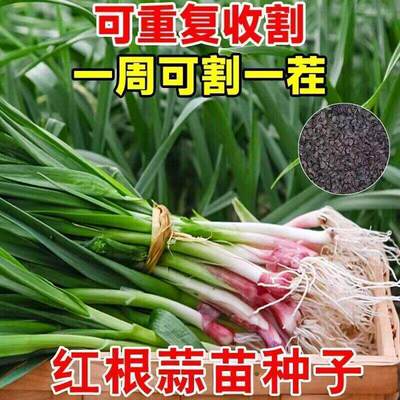 Original Red Root Garlic Sprouts Wide Leaf Garlic Seeds Gar