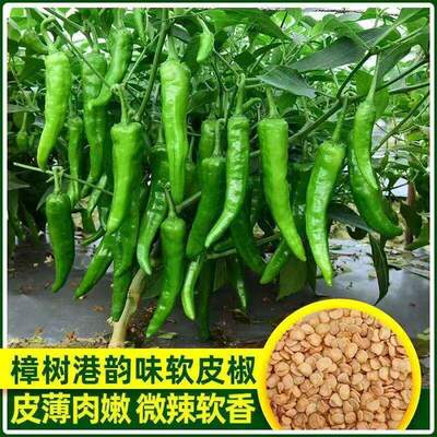 Authentic Zhangshugang chili seeds, high-quality small chil