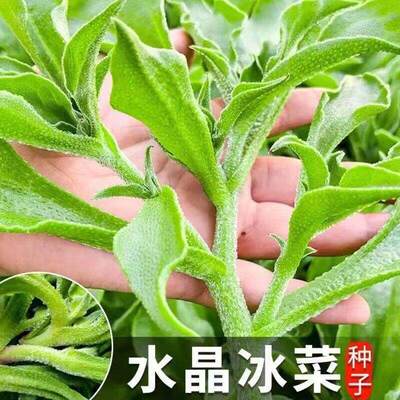 Authentic crystal ice vegetable seeds with high calcium con
