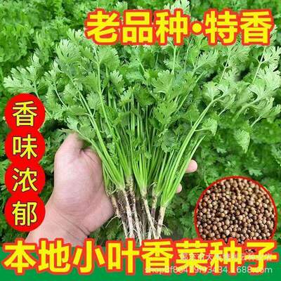 Small leaf coriander seeds, old varieties, coriander vegeta