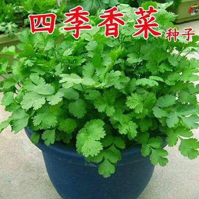 Complete List of Cilantro Seeds, Farmhouse Potted Seedlings