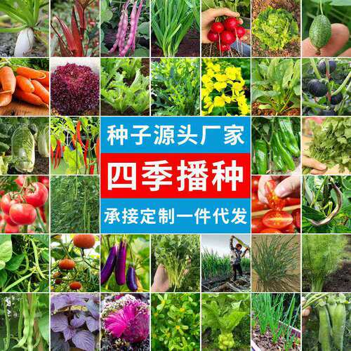 Wholesale Four Seasons Vegetable Seeds Complete Indoor and