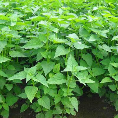 Huoxiang Seed Huoxiang Zhengqi Vanilla Seed Solitary Soil H