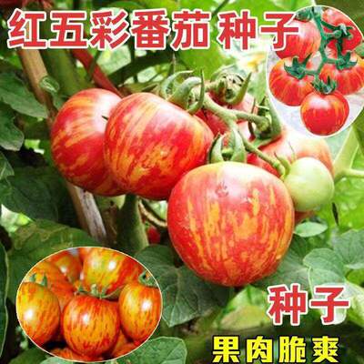 Yellow, red, colorful tomato seeds, red, yellow, zebra, tom