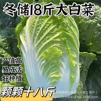 18 pounds of Chinese cabbage seeds, a complete collection o