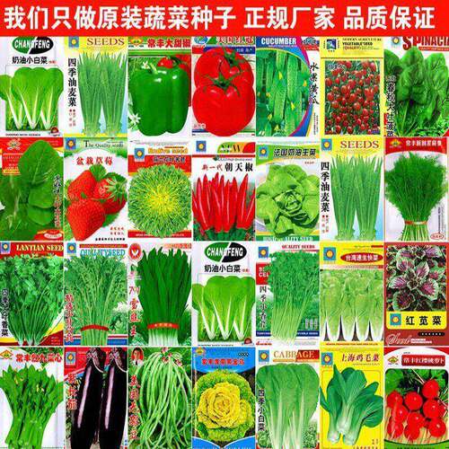 Original vegetable seeds: Four season coriander, spinach, l