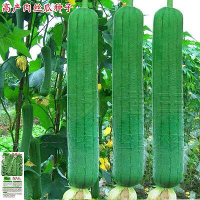 High yield extra large meat silk melon seeds, spring and su