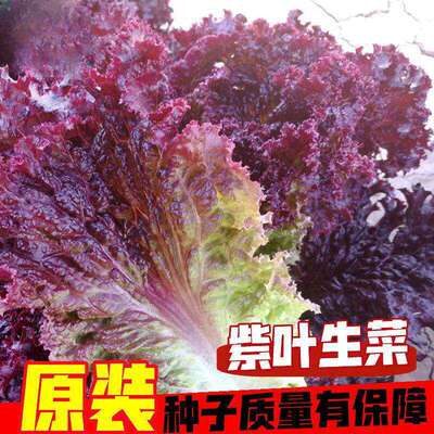 Purple leaf lettuce seeds, salad seeds, planting cold and h