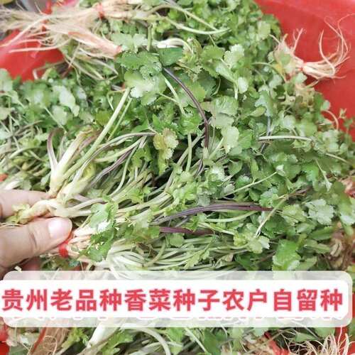 Ground Purple Rod Cilantro Seeds Cilantro Seeds Small Leaf