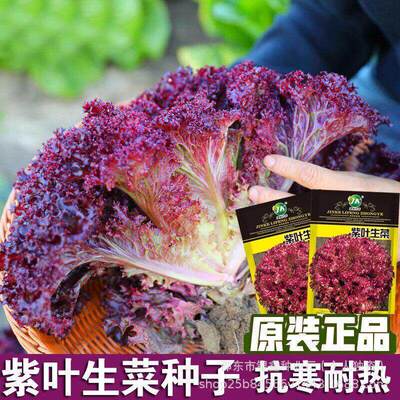 Purple leaf lettuce seeds, purple red lettuce seeds, salad