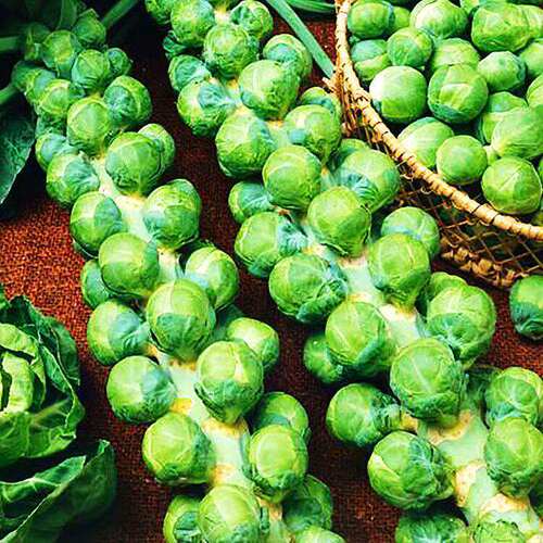 Spore cabbage, spore cabbage, seed seedlings, vegetable see