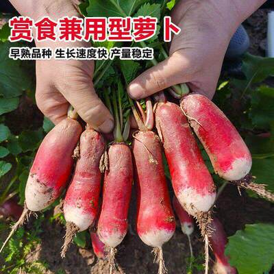 Breakfast Fruits Carrot Seeds Fingers Cherry Carrot Seeds S
