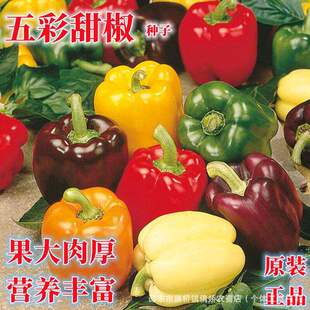 Colored pepper vegetables, sweet pepper seeds, imported col