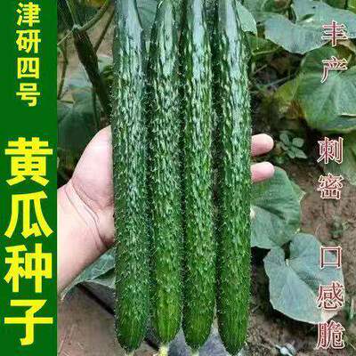 Jinyan No.7 prickly cucumber seed sowing No.4 fruit cucumbe