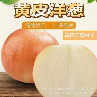 Yellow onion seeds, onion seeds, spherical onions, characte