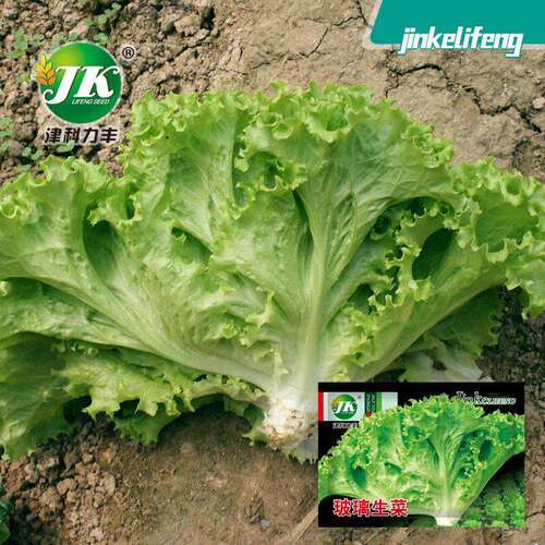 Glass lettuce seeds, tender and fast growing vegetable seed