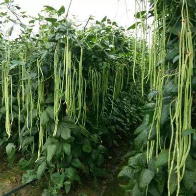 Green and white striped bean seeds on shelves, long bean fi