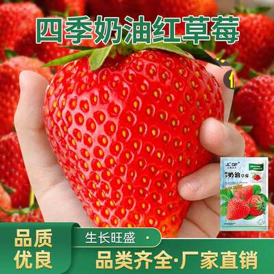 Four Seasons Cream Red Strawberry Seeds Indoor Balcony Pott