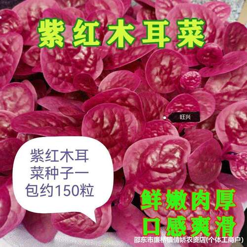 Complete List of Purple Red Ear Cabbage Seeds, Purple Large
