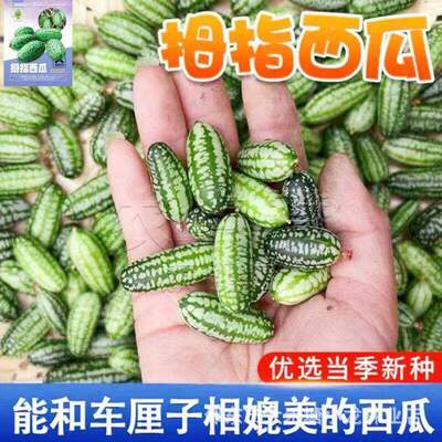 Thumb Watermelon Fruit Seeds Nutritious Crispy Sweet Juicy