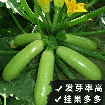 Zucchini seeds account for melon, flowers, melons, fruits,