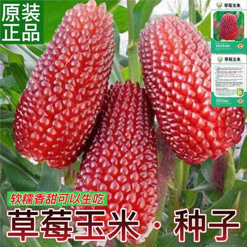 Fruit, corn seeds, strawberries, corn seeds can be eaten ra