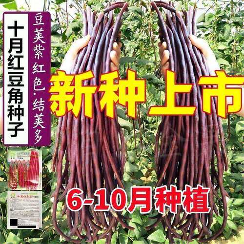 October Red Bean Horn Seeds, Extra Long Red Cowpea Seeds, P