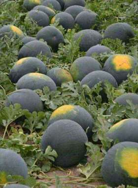 Super Sweet Seedless Watermelon Seed Black Skin Thin Skin R