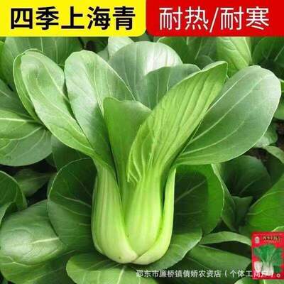 Shanghai green vegetable seeds, cold resistant, high temper