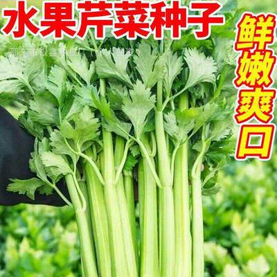 Fruit celery seeds, small parsley seeds, glass crisp celery