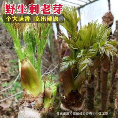 Northeast Thorn Dragon Sprout Seeds Thorn Young Sprout Seed