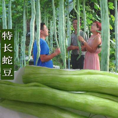 Specialized snake bean seeds sown in spring, summer, and au