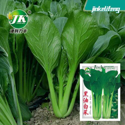 Xinjiang black oil cabbage seeds, black leaf high stem bok