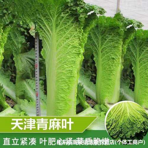 Green hemp leaf straight tube shaped Chinese cabbage seeds